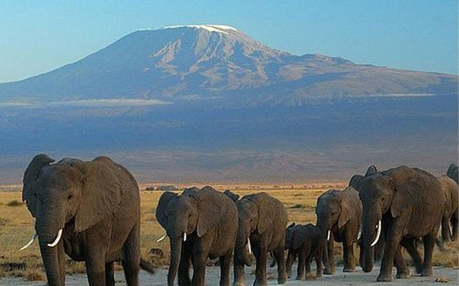 Amboseli national park