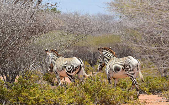 Samburu National Reserve