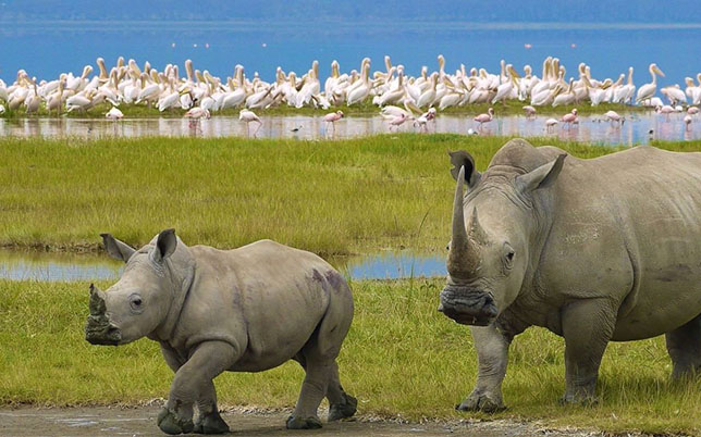 nakuru-national-park
