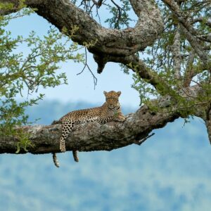 A stunning leopard resting on a tree in a serene African wilderness setting.