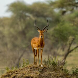 A solitary impala antelope stands gracefully on a hill in the African savannah.