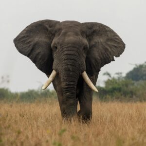 A stunning portrait of an African elephant in its natural grassland habitat, showcasing its grandeur.