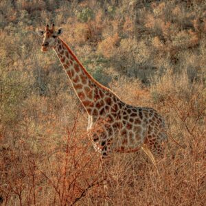 A majestic giraffe stands tall in the African savannah during sunrise, showcasing nature's beauty.