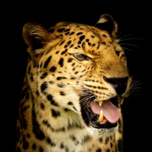 Detailed close-up of a leopard showing its fierce expression against a black background.